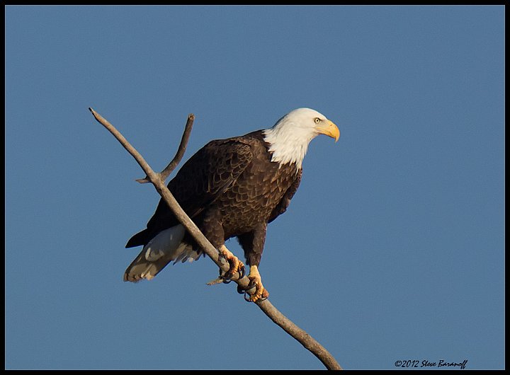 _2SB6972 bald eagle.jpg